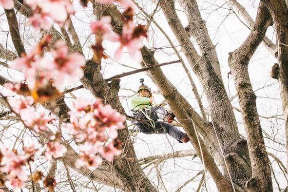 a carolina tree care crew member up in a flowering tree