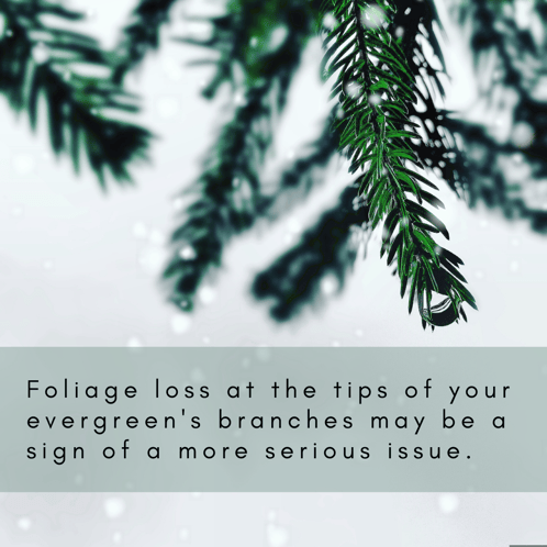 foliage loss at the tips of an evergreen's branches may be a sign of a more serious issue