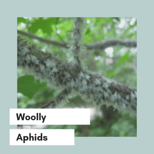 woolly aphids on a branch