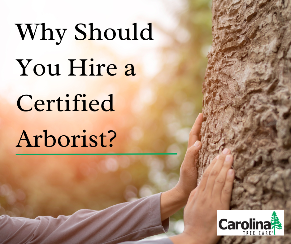 Why Should You Hire A Certified Arborist