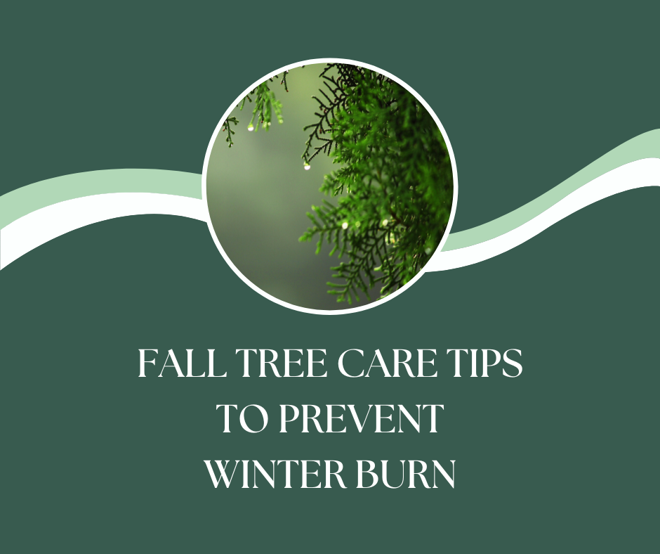 Winter Tree Care: Tips for the Season